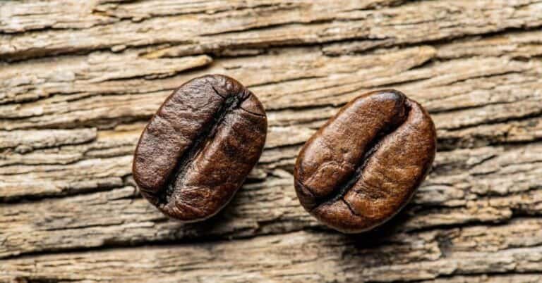 الفرق بين قهوة ارابيكا وروبوستا: 7 اختلافات رئيسية