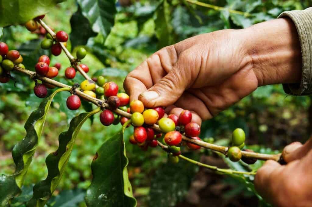 زراعة قهوة ارابيكا